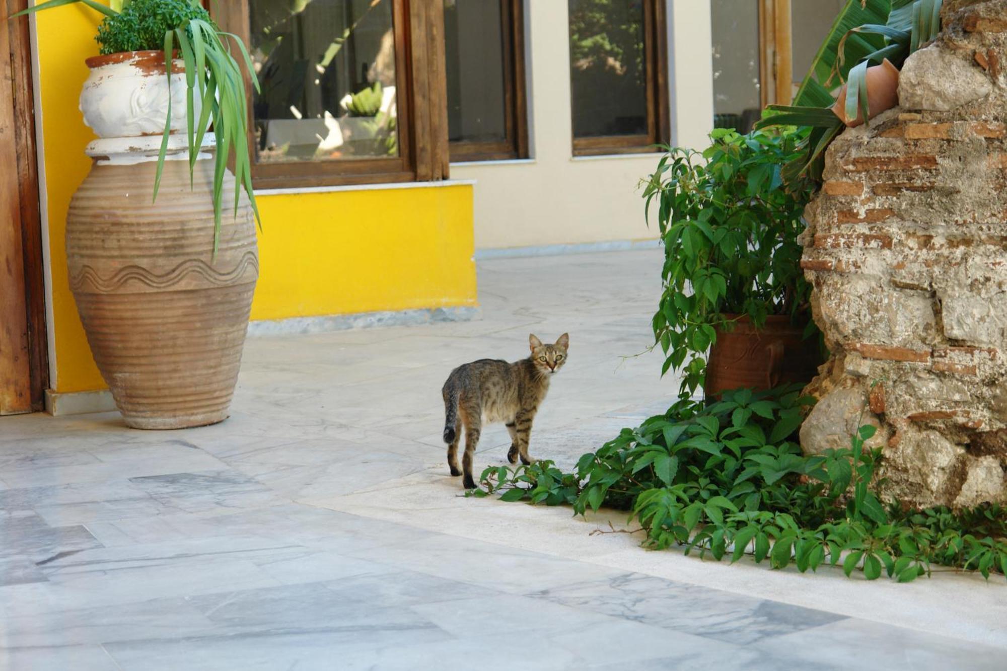 Verdelis Inn Epidaurus Exteriör bild